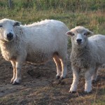 11th June – ‘Down on the Farm’ coffee morning for Amelia Trust